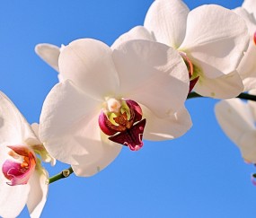 白云正规助孕捐卵机构，附正规捐卵机构报名表！